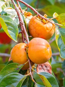 M-Tech Gardens New Rare Diospyros kaki Persimmon Fruit 1 Healthy Live  Seedling Plant : : Garden & Outdoors