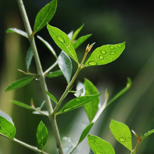 NATIONAL GARDENS Mehndi, Henna Seed Price in India - Buy NATIONAL GARDENS  Mehndi, Henna Seed online at Flipkart.com
