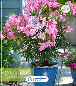 creative farmer Nerium Oleande - Lorier Bol Flowering Trees Kitchen Garden  Plant Seeds 5Indoor, Outdoor Kitchen Garden Plant Seeds Seed Price in India  - Buy creative farmer Nerium Oleande - Lorier Bol