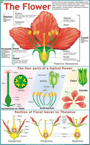 Flower Chart Paper Print