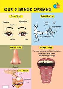 nose chart for kids