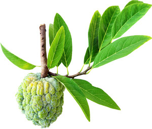 Futaba Sugar Apple Fruit - 20 Pcs Seed Price in India - Buy