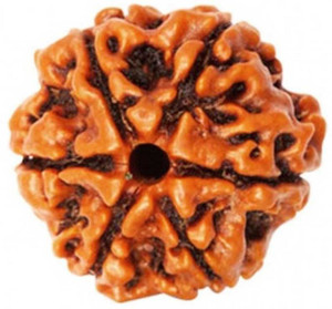 ShivaRatna 6 Mukhi Rudraksha (Nepali Bead) Wood Locket