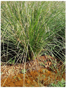 Corofitam ZZ Plant Price in India - Buy Corofitam ZZ Plant online