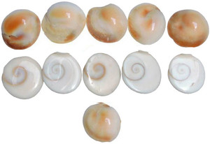 Saptraag Gomti Chakra (11 pc, 1.5 cm) Stoneware Yantra