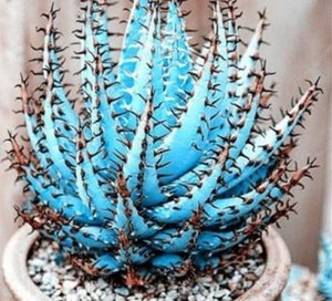 macrame plant hanger 70s Macrame Plant Hanger Pattern