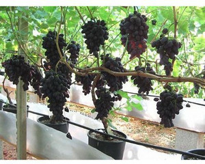 EarthAngel Grapes Plant