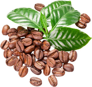 Redoak Coffee Beans Seed Price in India - Buy Redoak Coffee Beans Seed  online at Flipkart.com