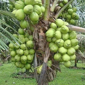Corofitam Coconut Plant