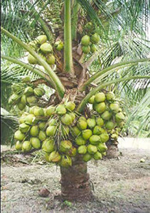 Trothic Coconut Plant