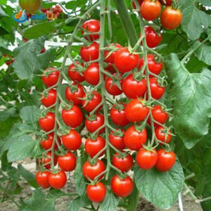 Greenery Hub Cherry tomato seeds, Hybrid Tomato seeds Seed