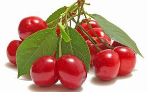 Arlo Cherry Fruit Plant