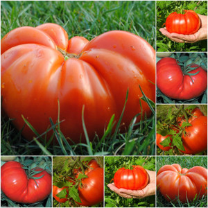 Qualtivate ™ Organic Beefsteak Tomato High Yielding Imported seeds Seed