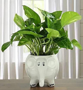 SBC Elephant Shape Miniature Flower Pot Planter Containers Plant Container Set