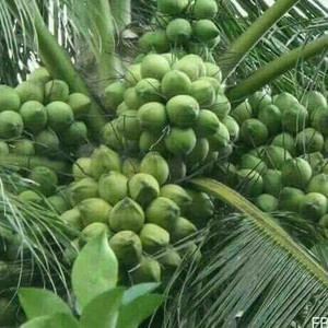 Ukanda Coconut Plant