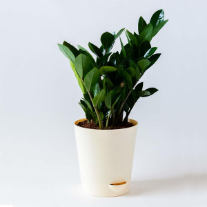CACTUS VARIETIES ZZ Plant Price in India - Buy CACTUS VARIETIES ZZ