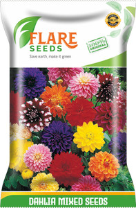 FLARE SEEDS DAHLIA MIXED Seed