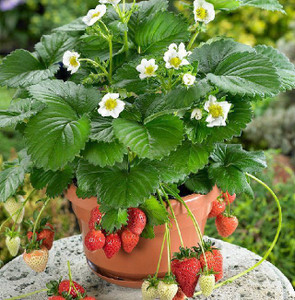 MyBerry Strawberry Plant