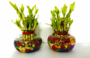 GREEN-HOMES Two Layer Bamboo Plant