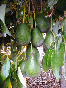 EVY Avocado Plant