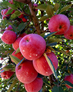 ALG Apple Plant