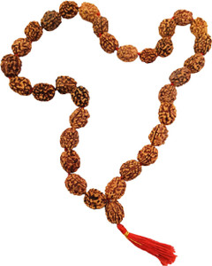 numeroastro 3 Mukhi/Three Faced Original & Natural Rudraksha Beads Kanthi Mala (32+1) Big Beads (1 Pc) Wood Chain