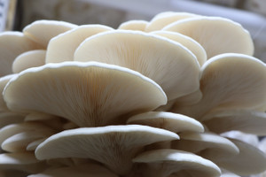 FarmCare Oyester Mushroom Seed