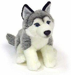 husky teddy bear dog