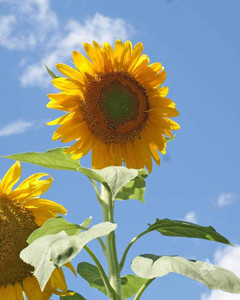 sunflower 2本 Sunflower hybrid seeds, Seeds for hybrid sunflower, Best
