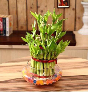 PHORE Three Layer Bamboo Plant