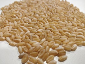 PRODUCER PREMIUM SHARBATI WHOLE WHEAT GRAIN, 1kg Whole Wheat