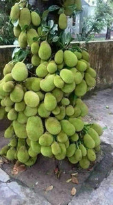 Eco Ocean Jackfruit Plant