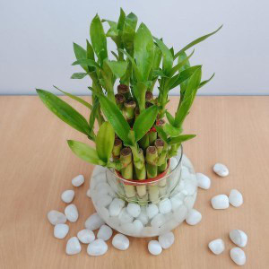 VamiJen Two Layer Bamboo Plant