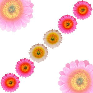 Aseenaa Floating Candles in Sun Flower Shaped with Shades | Beautiful Flower Wax Candles | Floating Diya for Christmas | New Year | Diwali | Deepawali Celebration | Gift | Home Decor | Set of 6PC | Colour - Pink White Candle