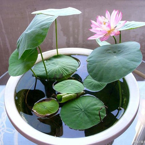 JasBerk Lotus Seed