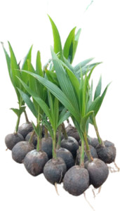 Ishita Coconut Plant