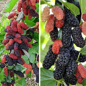 Aquinnah Shahtoot/Mulberry Plant