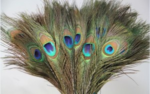 Weird Pack of 10 Decorative Feathers