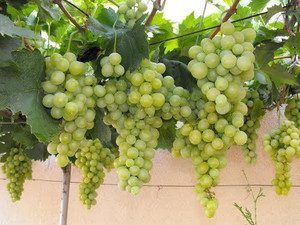 XOLDA Grapes Fruit Seed Price in India - Buy XOLDA Grapes Fruit