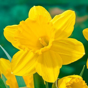 FERNSFLY® IMP. Daffodil Aromatic Flower Bulbs Winter Flower Home