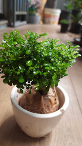 Roy's Fashoin Madhu Kamini Plant