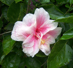 Samarthgreens Hibiscus Plant