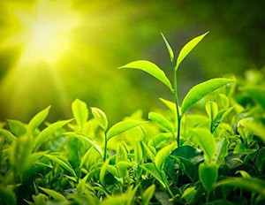 EZtect Tea Plant