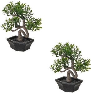 drachenbaum song of jamaica Dracaena reflexa Song of Jamaica Indoor Plants | Hortology main image 0