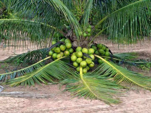 My Dream Nursery Coconut Plant