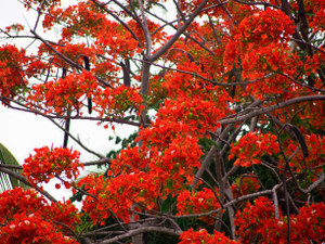 VIJAY GREENERY Heart Leaf Oxycardium Plant