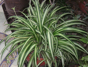 NATURE WISE YOU Spider Plant