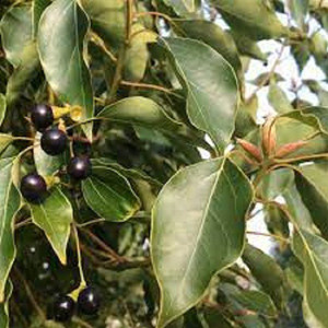 LYRS Natural Kapoor (Camphor) Tree Seed - 80 Seed Price in India