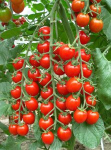 MKR Enterprises Tomato Seed