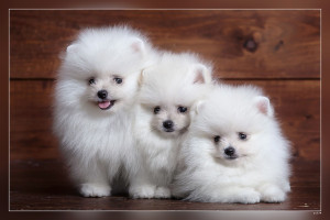 White Fluffy Spitz Three Small Dogs White Puppies Pomeranian Cute